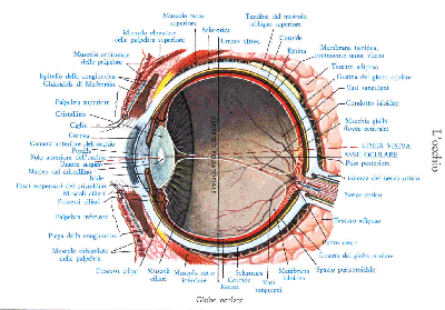 Immagine di un occhio stilizzato con descrizioni scritte delle sue parti